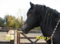 Rony